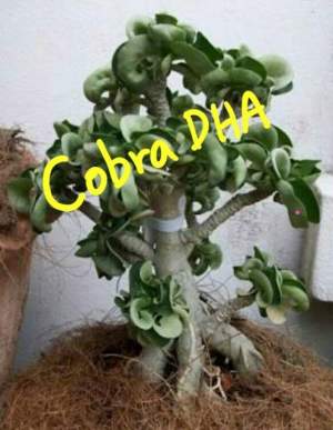 Dorset Horn Cobra 1шт